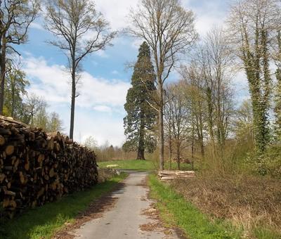 Séquoïa de la Forêt de Bonsecours