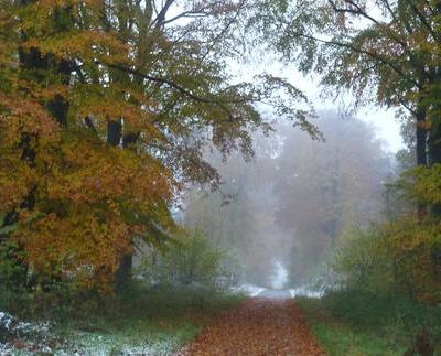 Foret de Bonsecours