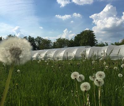 Un jardin à Quérénaing