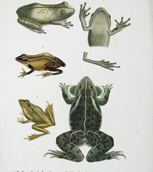 Platée grenouille