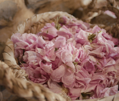 Agamemnon_Oman_Photo02